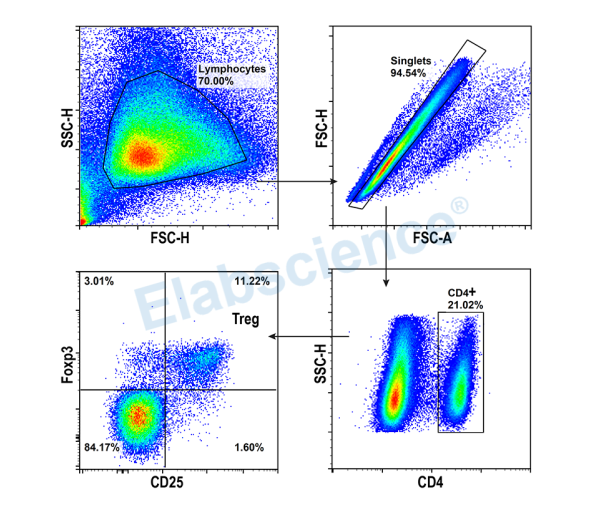 小鼠脾脏Treg细胞表型分析