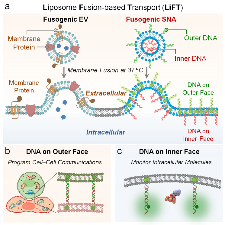  LiFT高效地将DNA链修饰到细胞膜的内外层，并实现对DNA方向精确控制