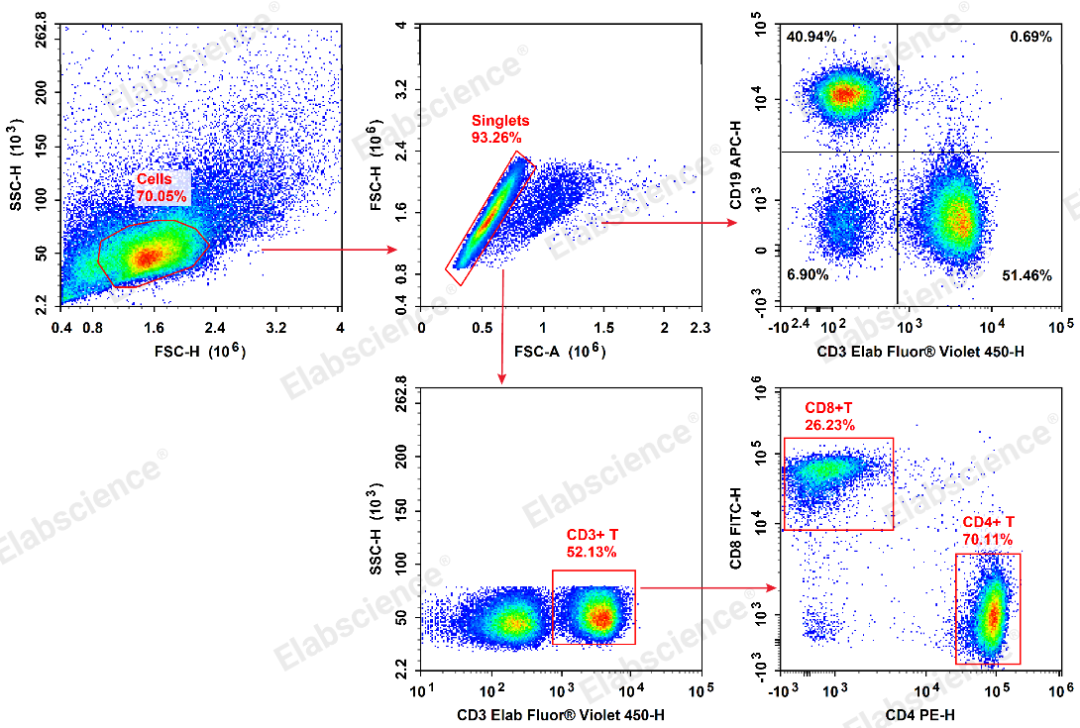 小鼠淋巴结T/B细胞（4色）检测