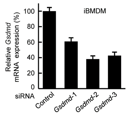 RT-qPCR检测iBMDM细胞中Gsdmd表达水平